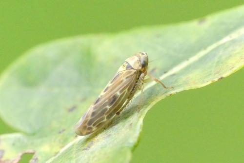 Réf. 269 056 : Lamprotettix nitidulus